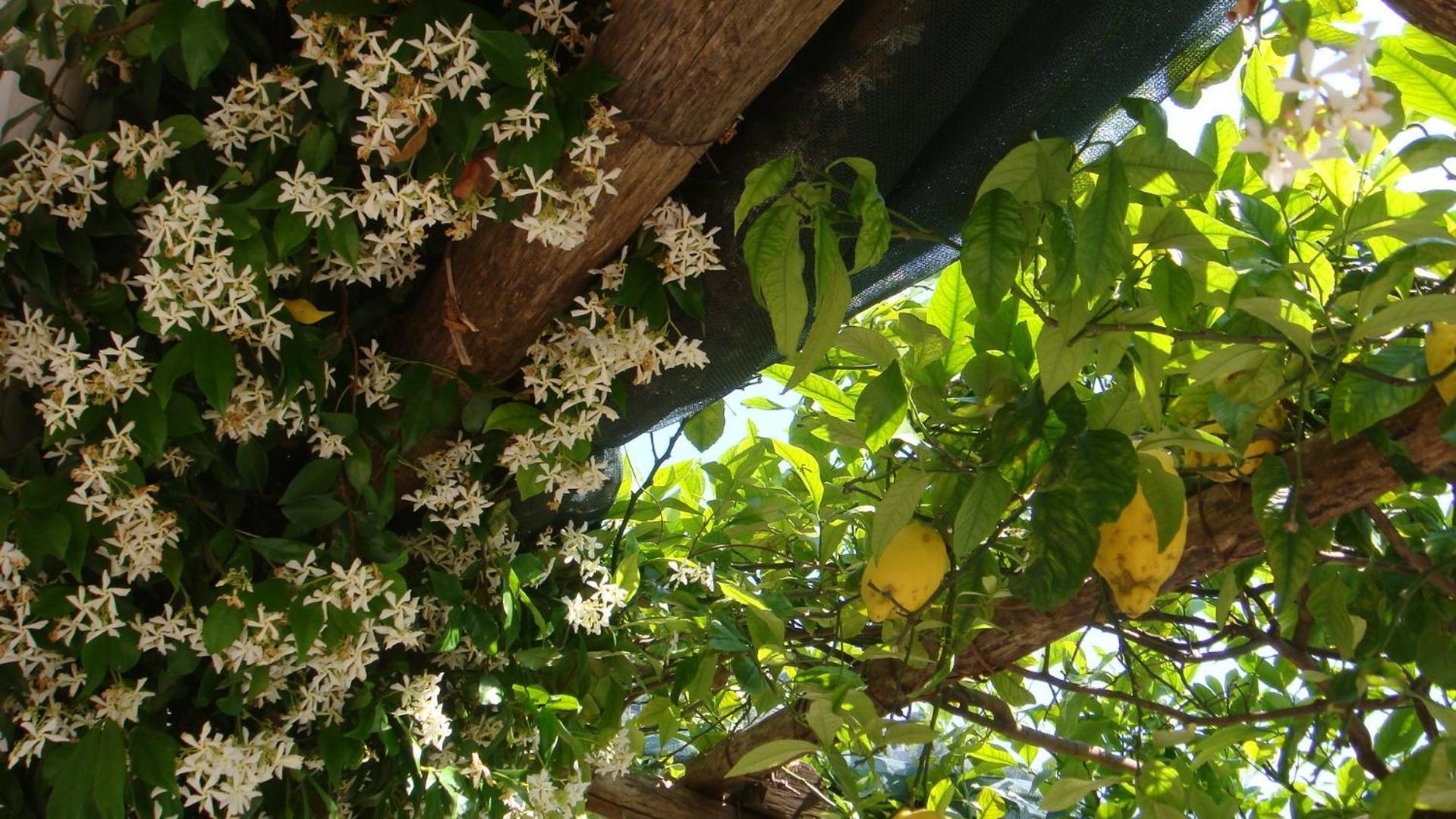Villa Rina Amalfi Eksteriør bilde